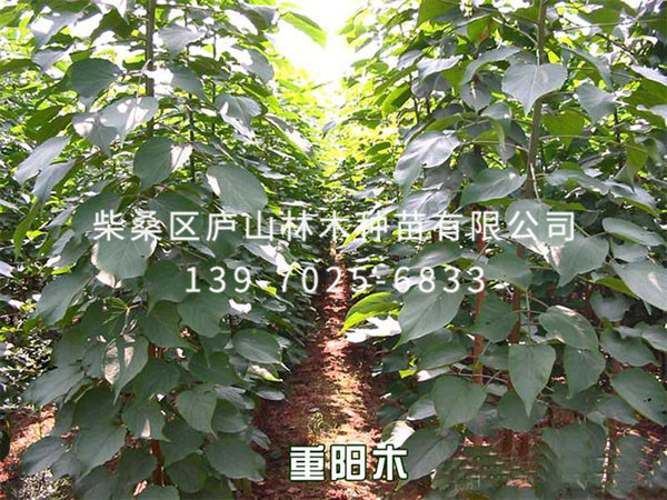 重陽(yáng)木